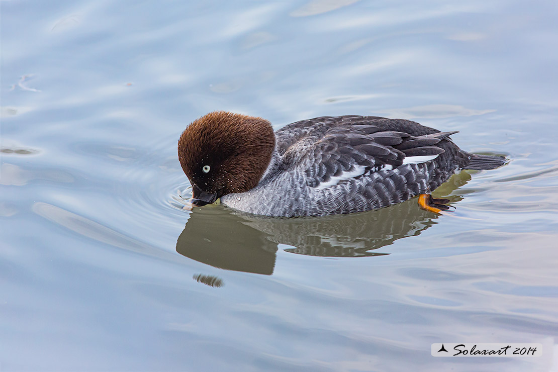 Bucephala islandica: Quattrocchi minore; Barrow's goldeneye