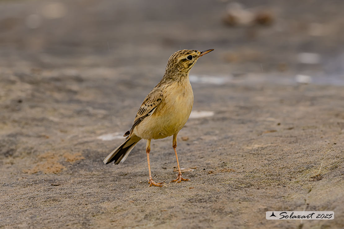 Anthus campestris; Calandro; Tawny pipit