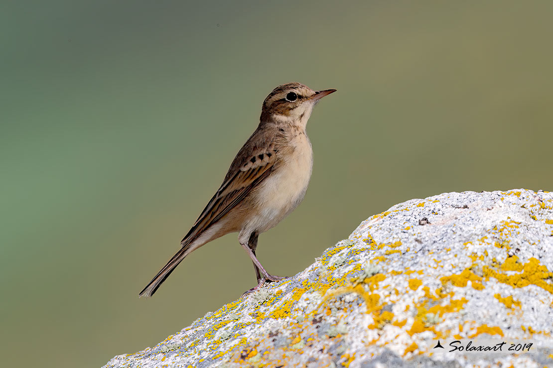 Anthus campestris; Calandro; Tawny pipit