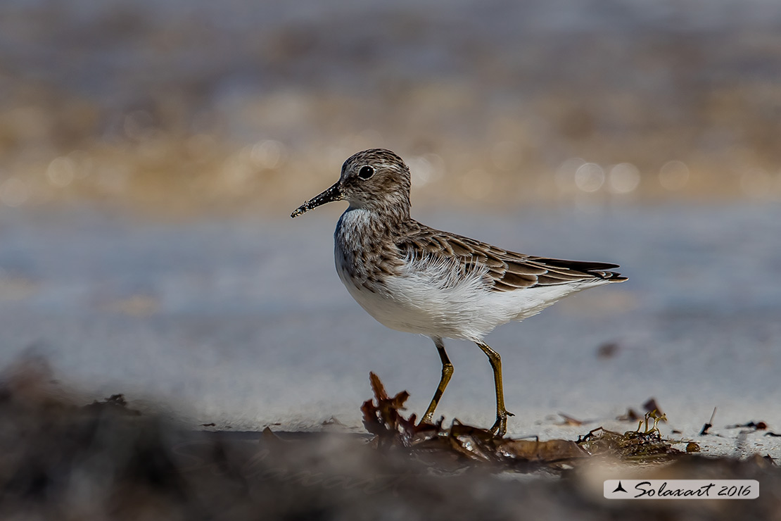 Calidris pusilla :   Gambecchio semipalmato ;   Semipalmated sandpiper 
