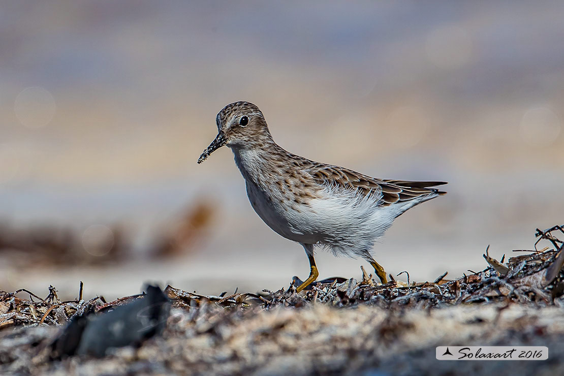 Calidris pusilla :   Gambecchio semipalmato ;   Semipalmated sandpiper 
