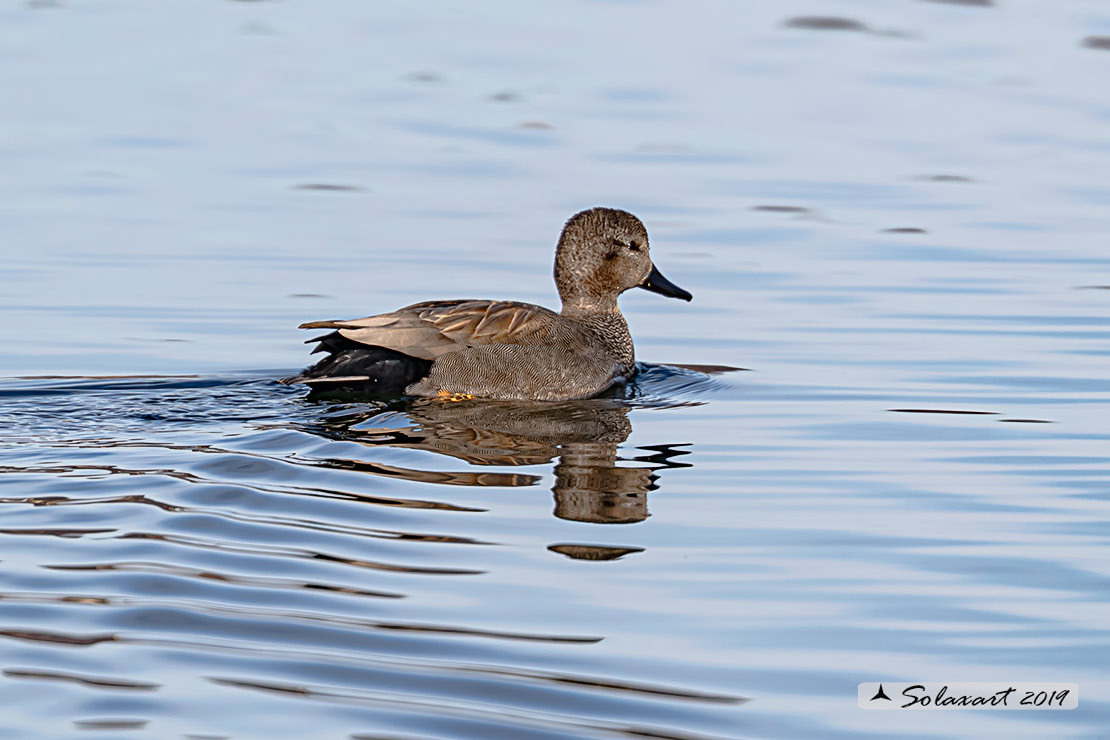 Mareca strepera - Canapiglia - Gadwall