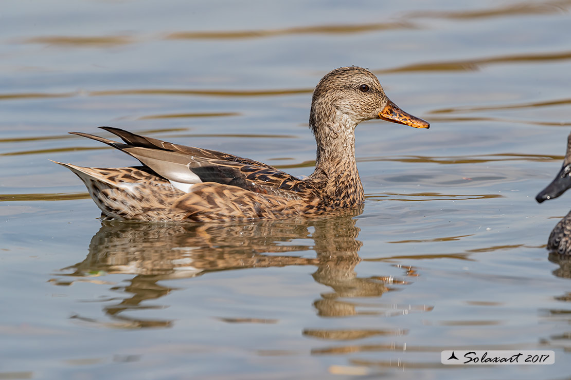 Anas strepera :   Canapiglia (femmina) ;  Gadwall (female)