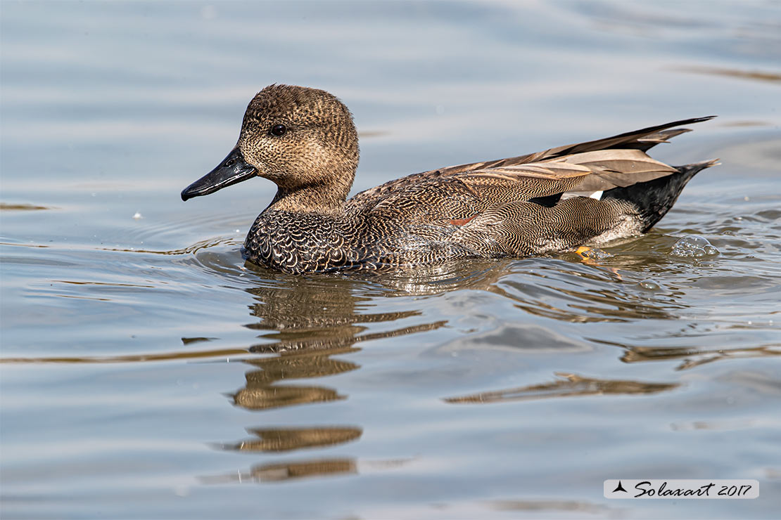 Anas strepera - Canapiglia  - Gadwall