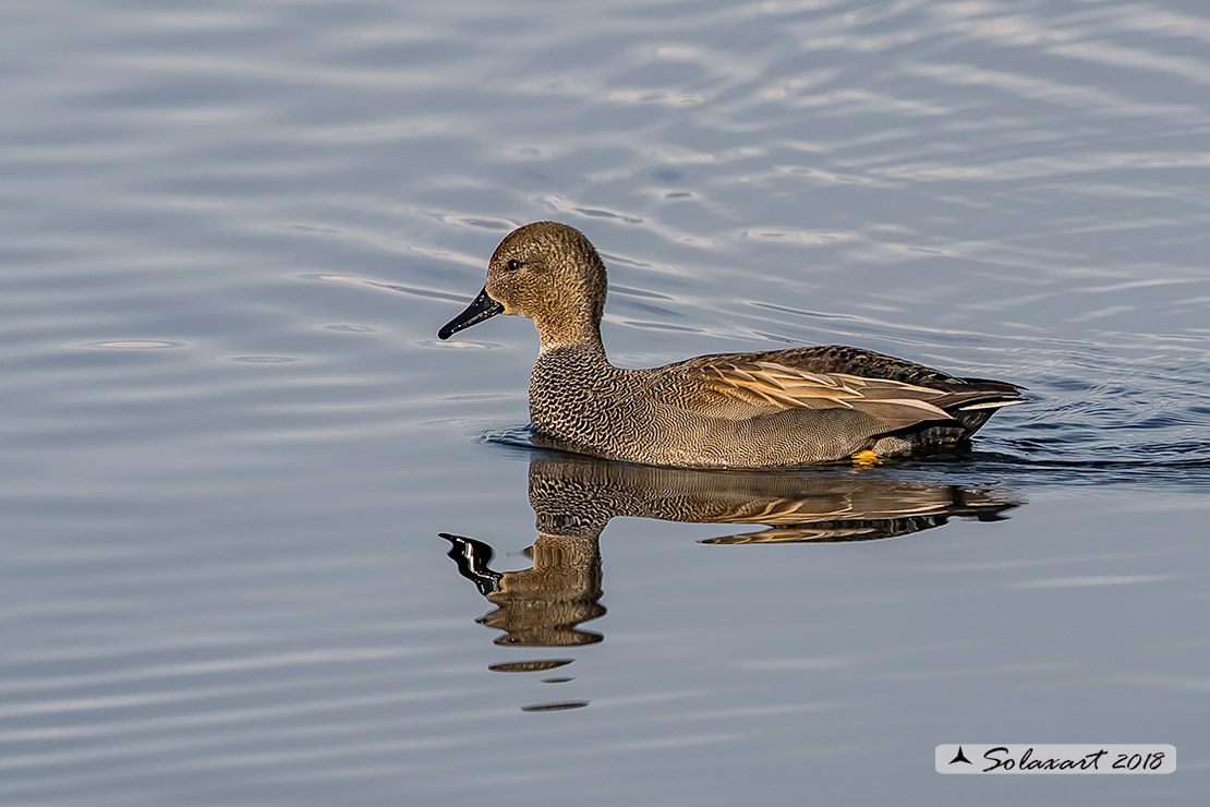 Anas strepera - Canapiglia  - Gadwall