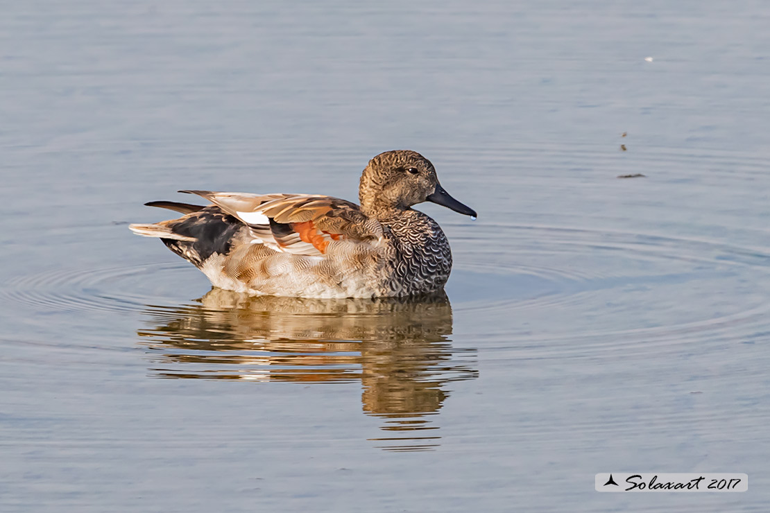 Anas strepera - Canapiglia  - Gadwall