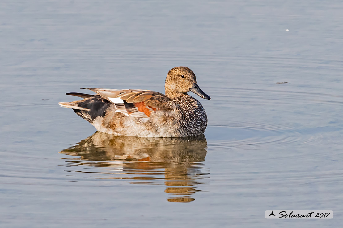 Anas strepera - Canapiglia  - Gadwall