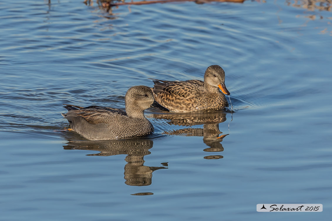 Anas strepera - Canapiglia  - Gadwall 