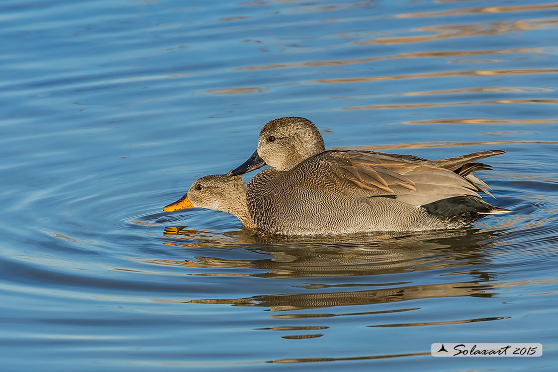 Anas strepera - Canapiglia  - Gadwall