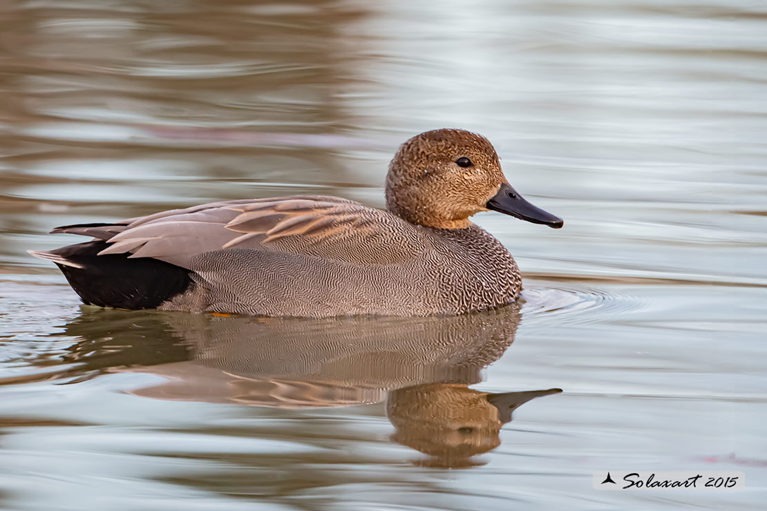 Anas strepera - Canapiglia  - Gadwall