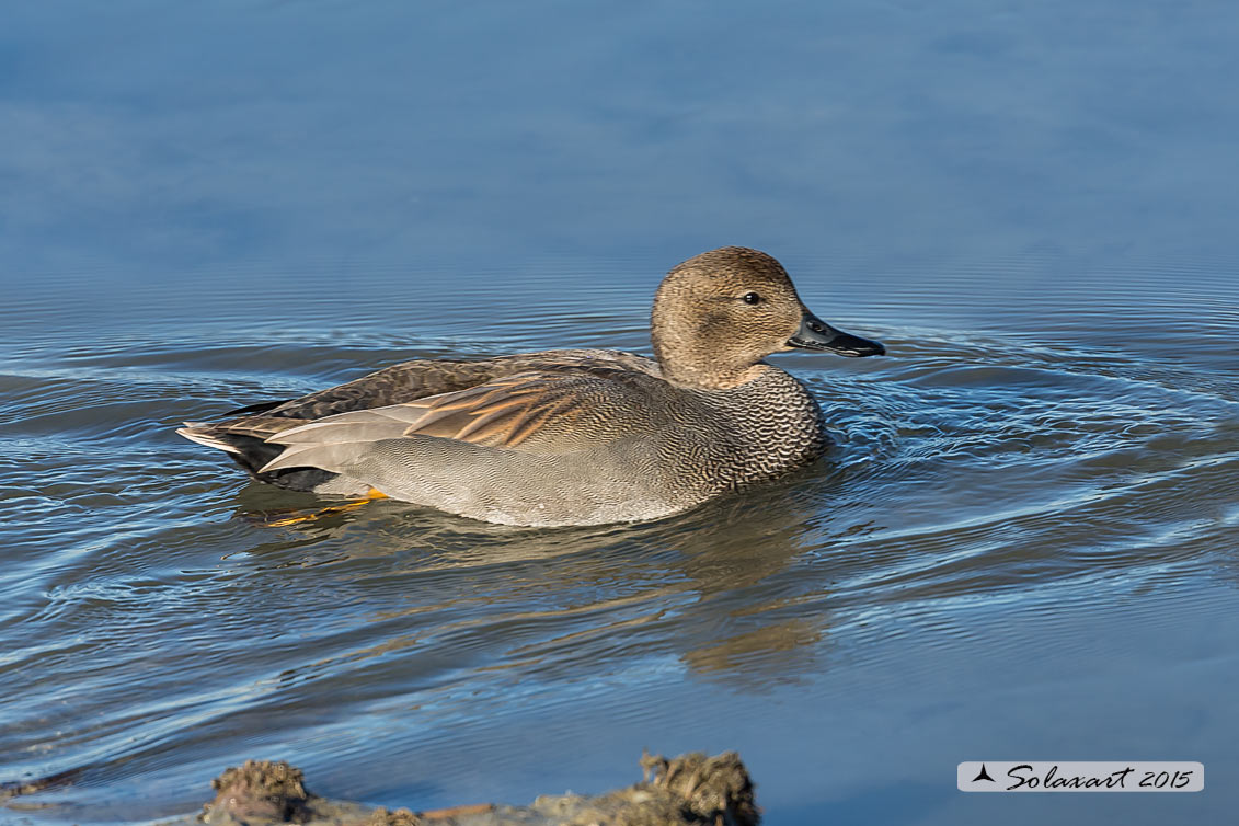 Anas strepera - Canapiglia  - Gadwall 