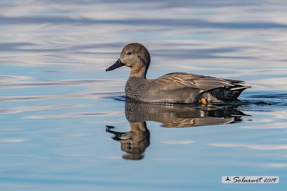 Anas strepera - Canapiglia  - Gadwall