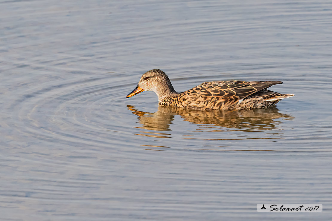 Mareca strepera : Canapiglia (femmina) ; Gadwall (female)