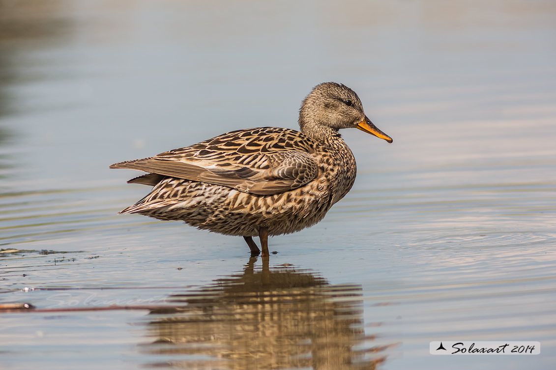 Mareca strepera - Canapiglia (maschio giovane) - Gadwall (yung male)