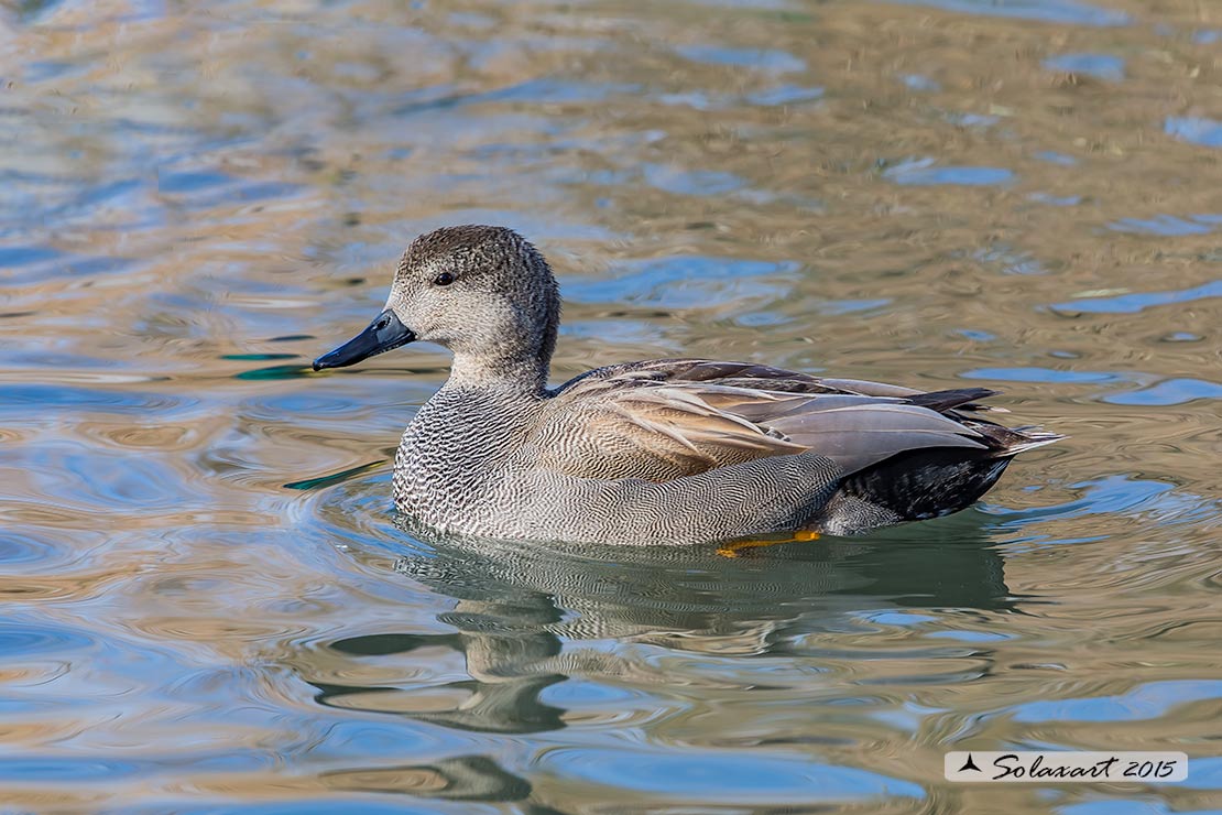 Mareca strepera - Canapiglia - Gadwall