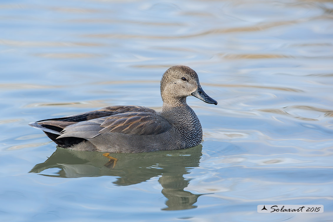 Mareca strepera - Canapiglia - Gadwall