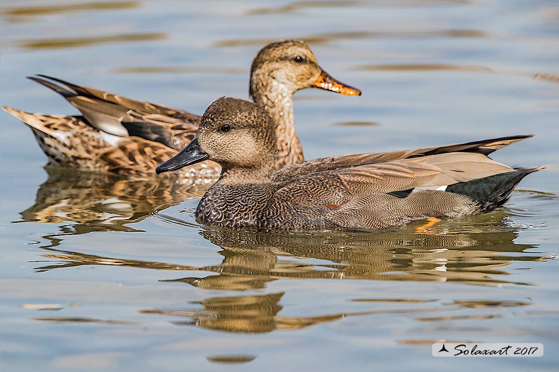 Mareca strepera : Canapiglia (maschio e femmina) ; Gadwall (male; female)