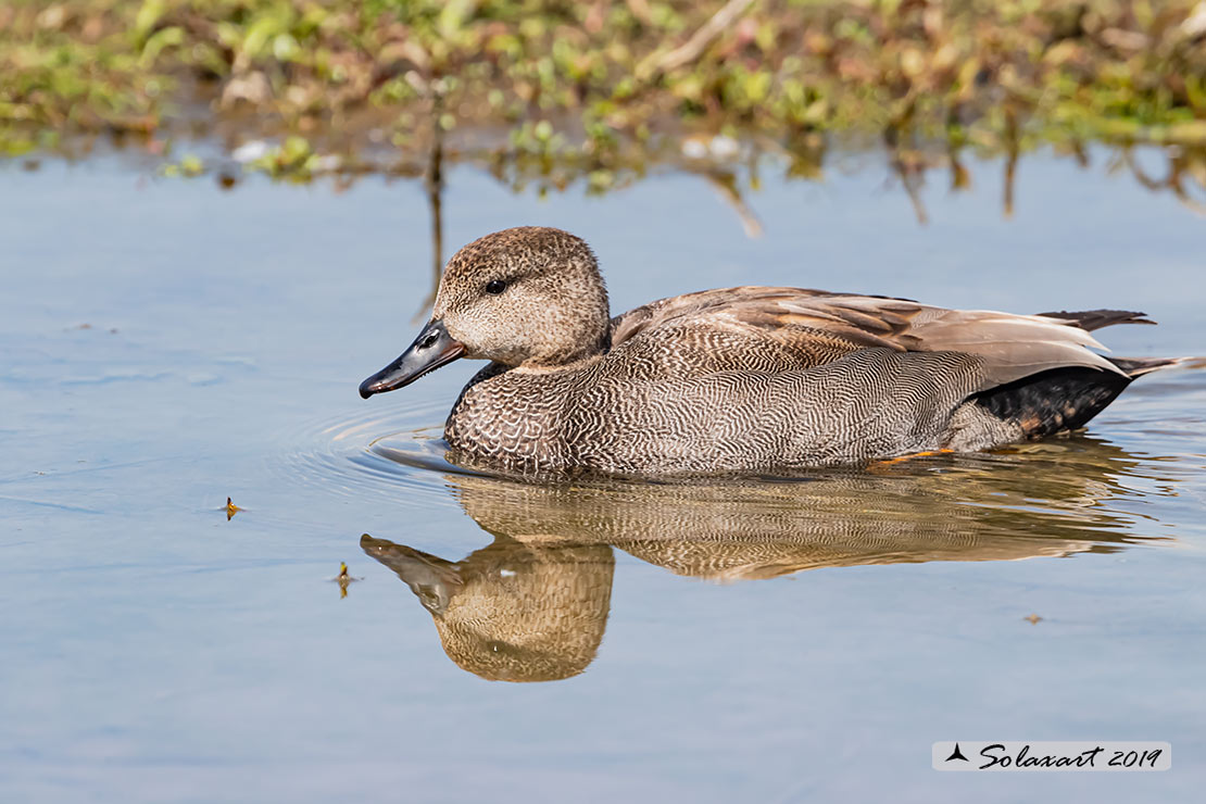 Mareca strepera - Canapiglia - Gadwall