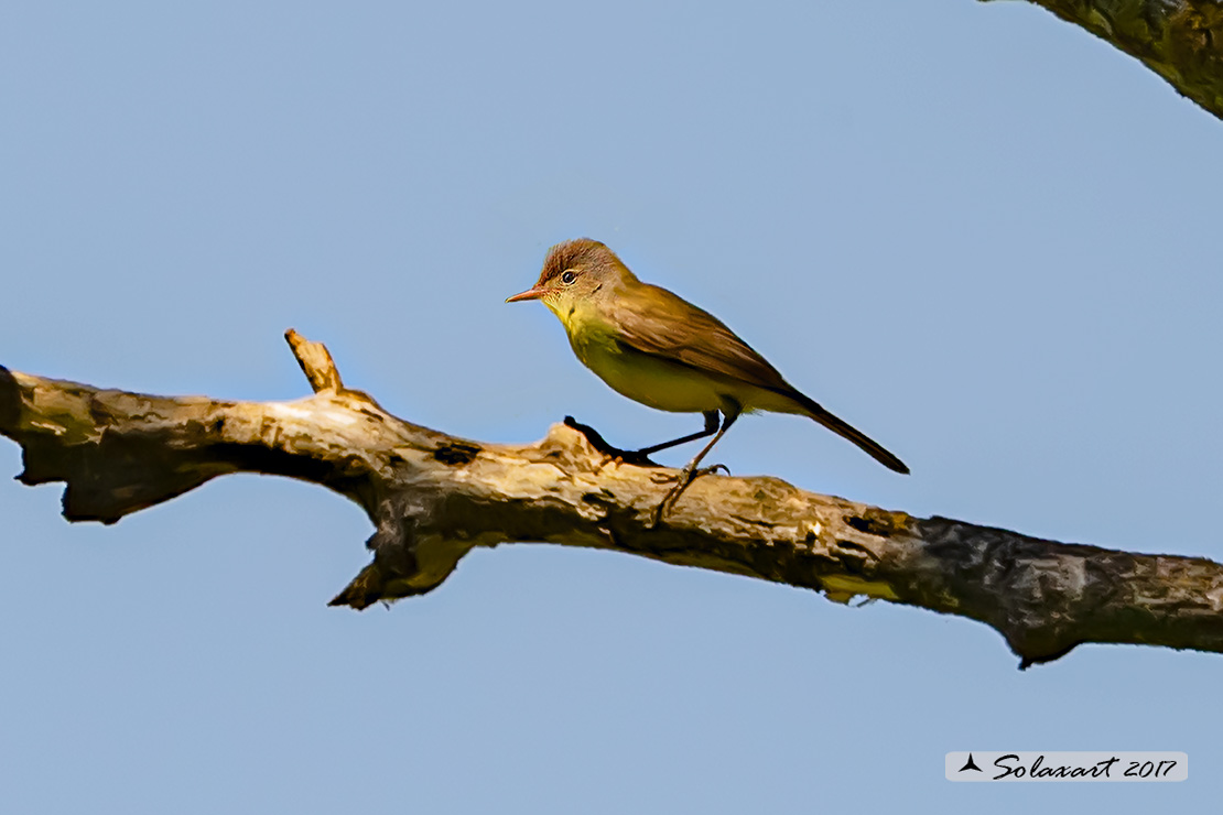 Hippolais polyglotta:   Canapino ;   Melodious warbler