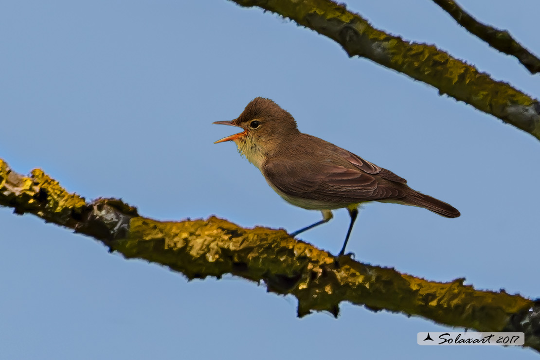 Hippolais polyglotta:   Canapino ;   Melodious warbler