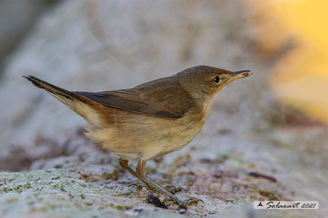 Acrocephalus scirpaceus; Cannaiola; Common Reed-warbler