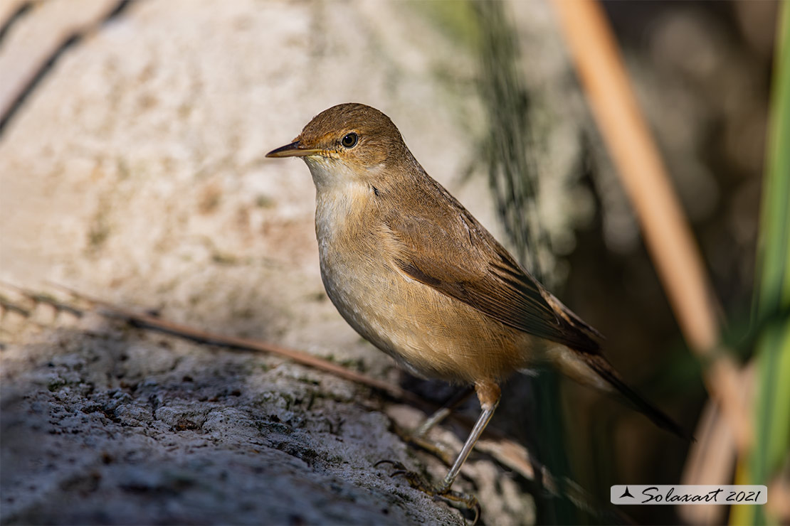 Acrocephalus scirpaceus; Cannaiola; Common Reed-warbler