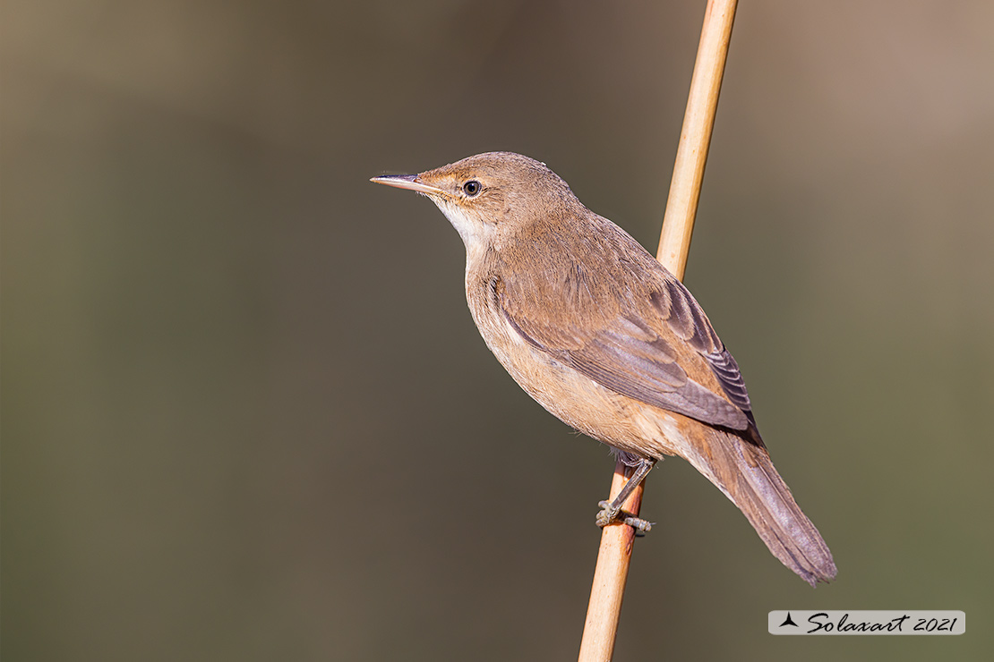 Acrocephalus scirpaceus; Cannaiola; Common Reed-warbler