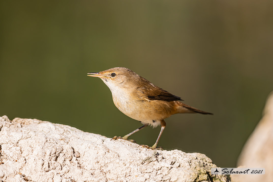 Acrocephalus scirpaceus; Cannaiola; Common Reed-warbler