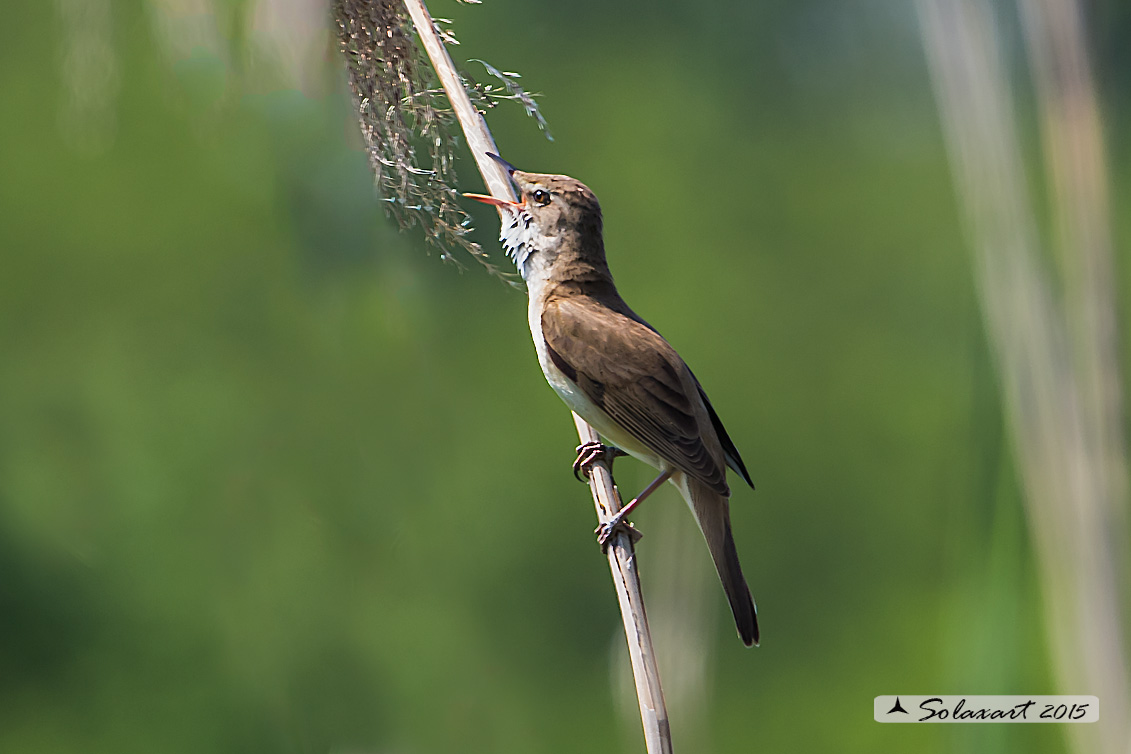 Acrocephalus arundinaceus:   Cannareccione;  Great reed warbler