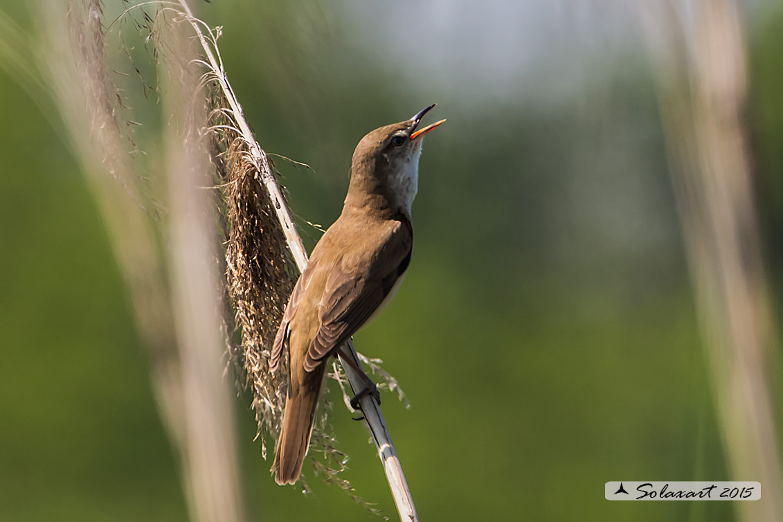 Acrocephalus arundinaceus:   Cannareccione;  Great reed warbler