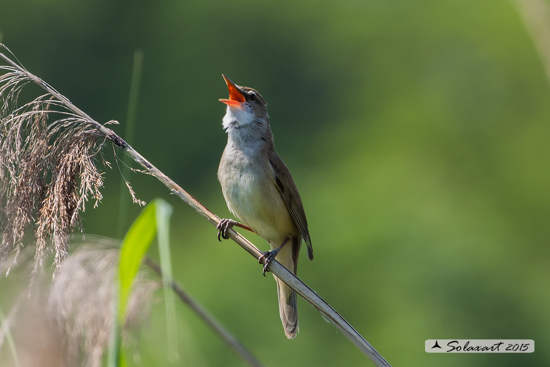Acrocephalus arundinaceus:   Cannareccione;  Great reed warbler