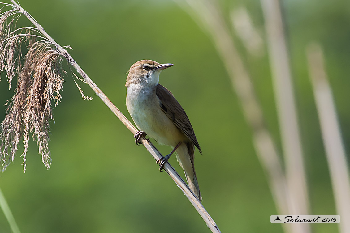 Acrocephalus arundinaceus:   Cannareccione;  Great reed warbler