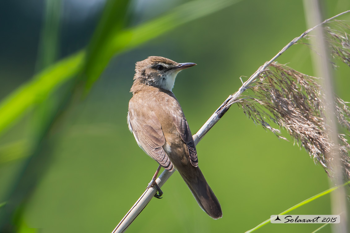 Acrocephalus arundinaceus:   Cannareccione;  Great reed warbler