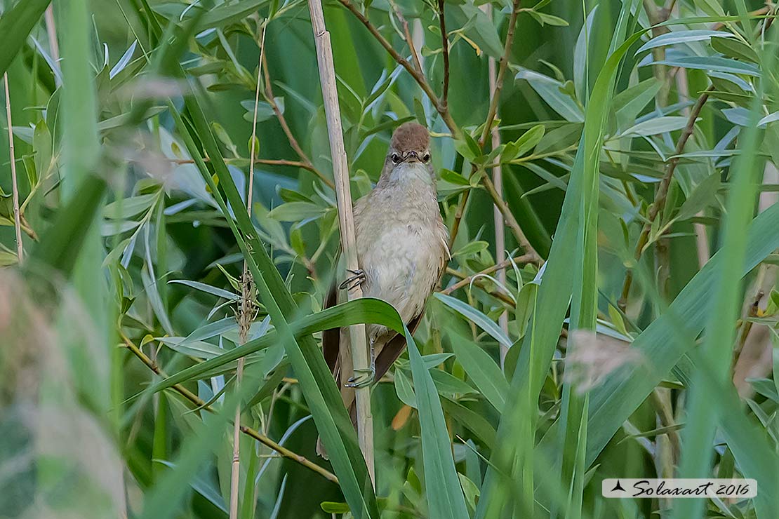 Acrocephalus arundinaceus  -  Cannareccione  -  Great reed warbler