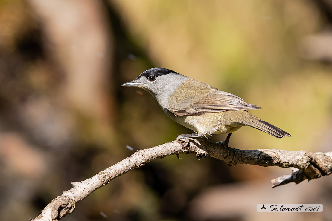 Sylvia atricapilla: Capinera (maschio); Blackcap (male)