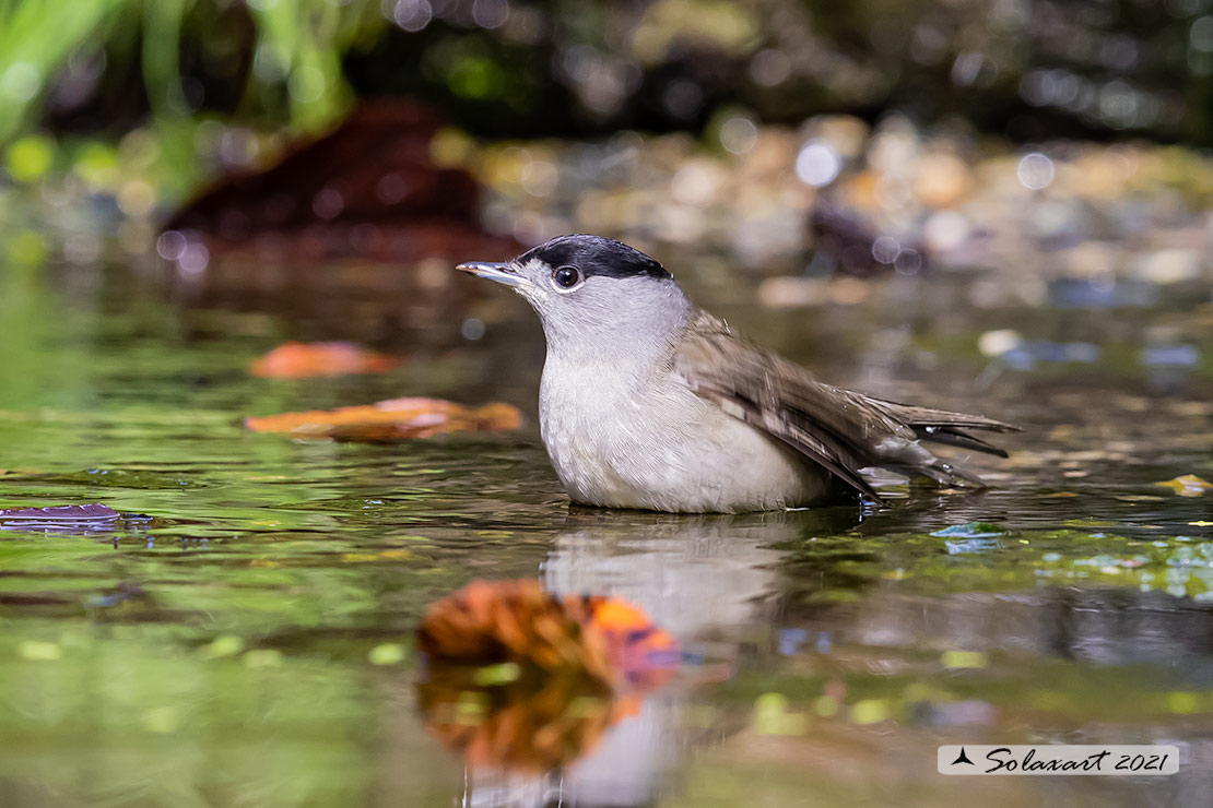 Sylvia atricapilla: Capinera (maschio); Blackcap (male)