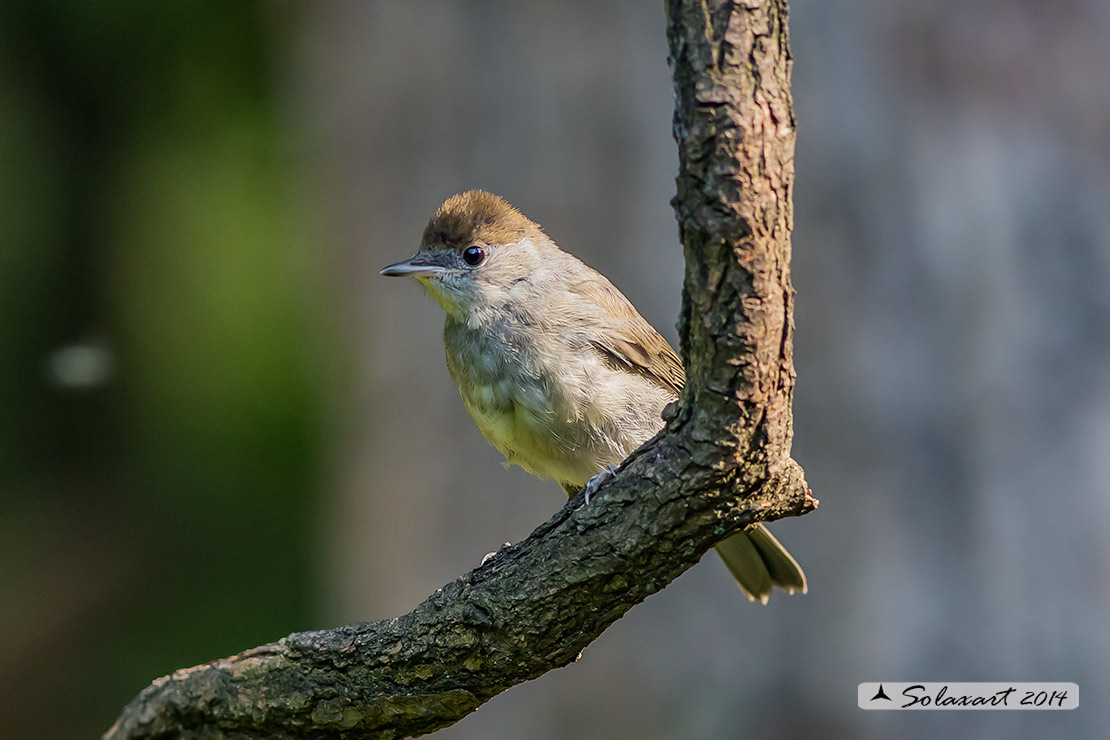 Sylvia atricapilla: Capinera (femmina); Blackcap (female)