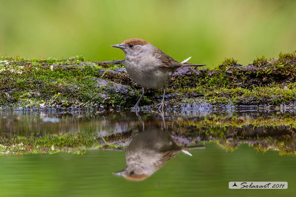 Sylvia atricapilla: Capinera (femmina); Blackcap (female)
