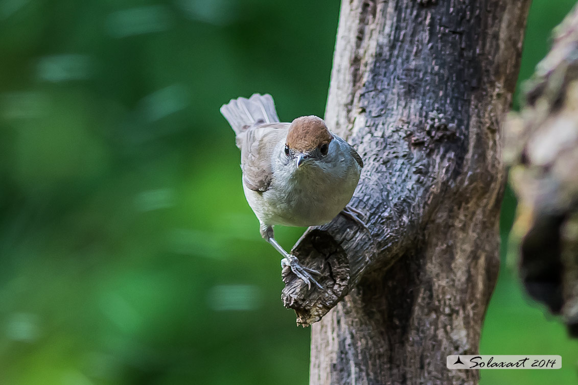 Sylvia atricapilla: Capinera (femmina); Blackcap (female)