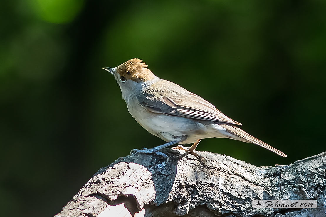 Sylvia atricapilla: Capinera (femmina); Blackcap (female)