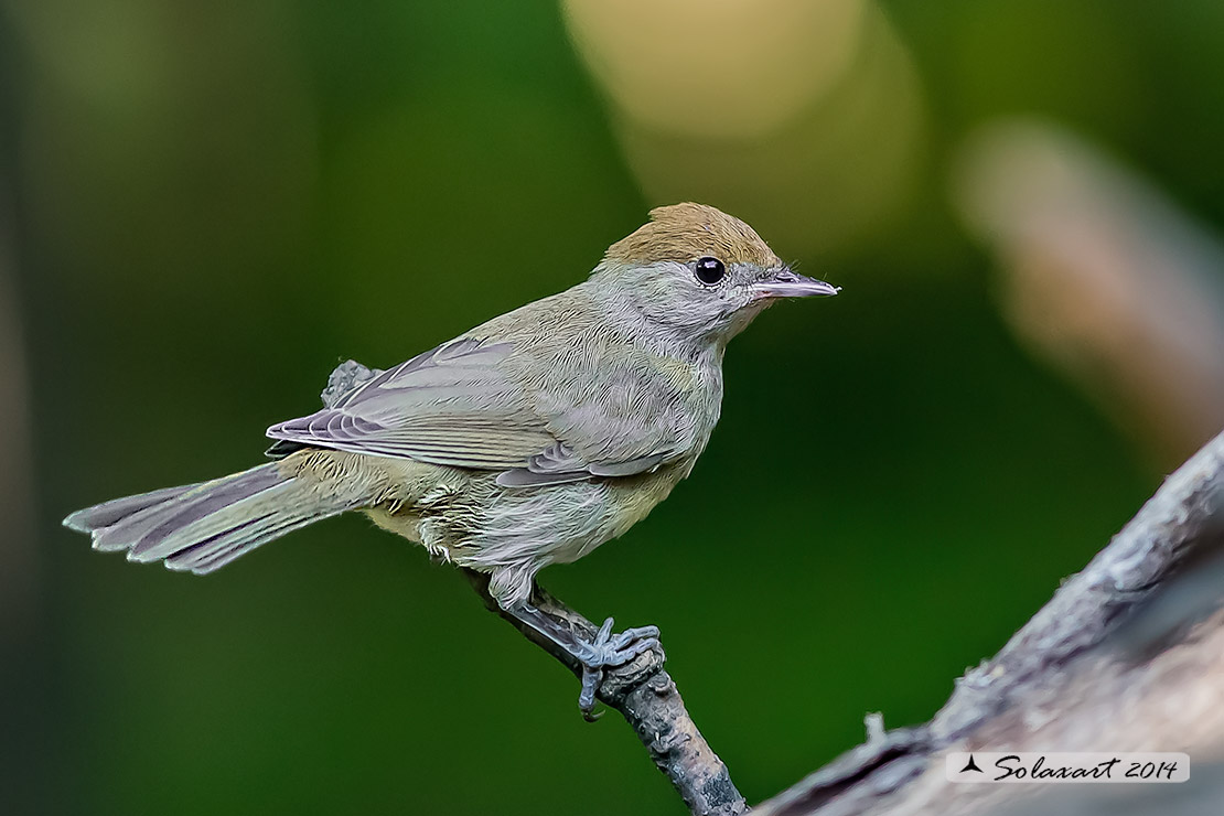 Sylvia atricapilla: Capinera (femmina); Blackcap (female)