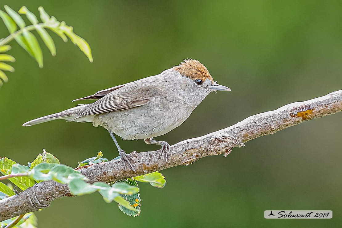 Sylvia atricapilla: Capinera (femmina); Blackcap (female)