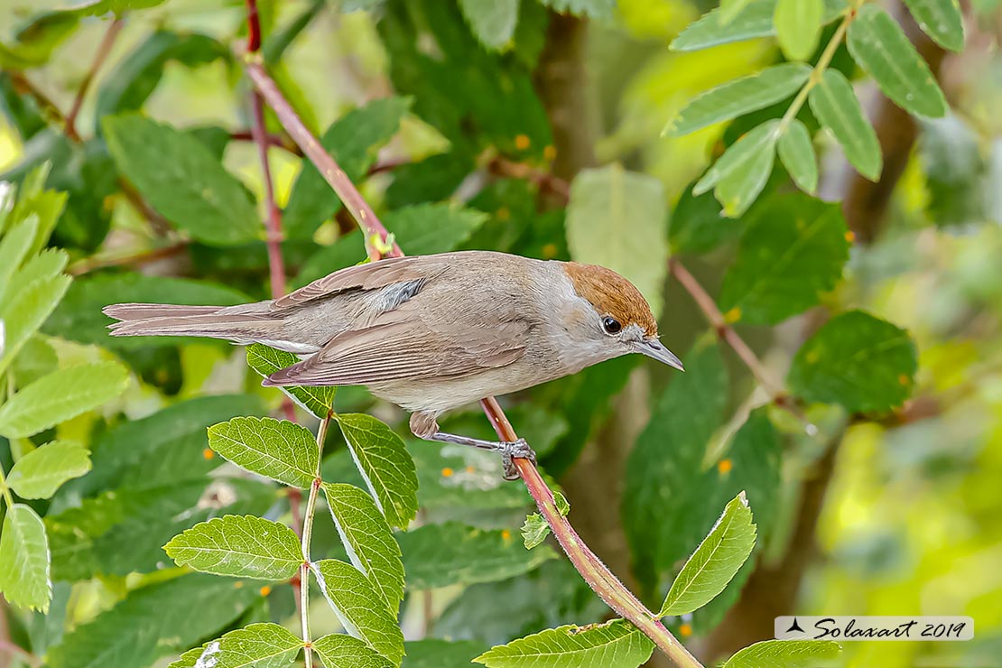 Sylvia atricapilla: Capinera (femmina); Blackcap (female)