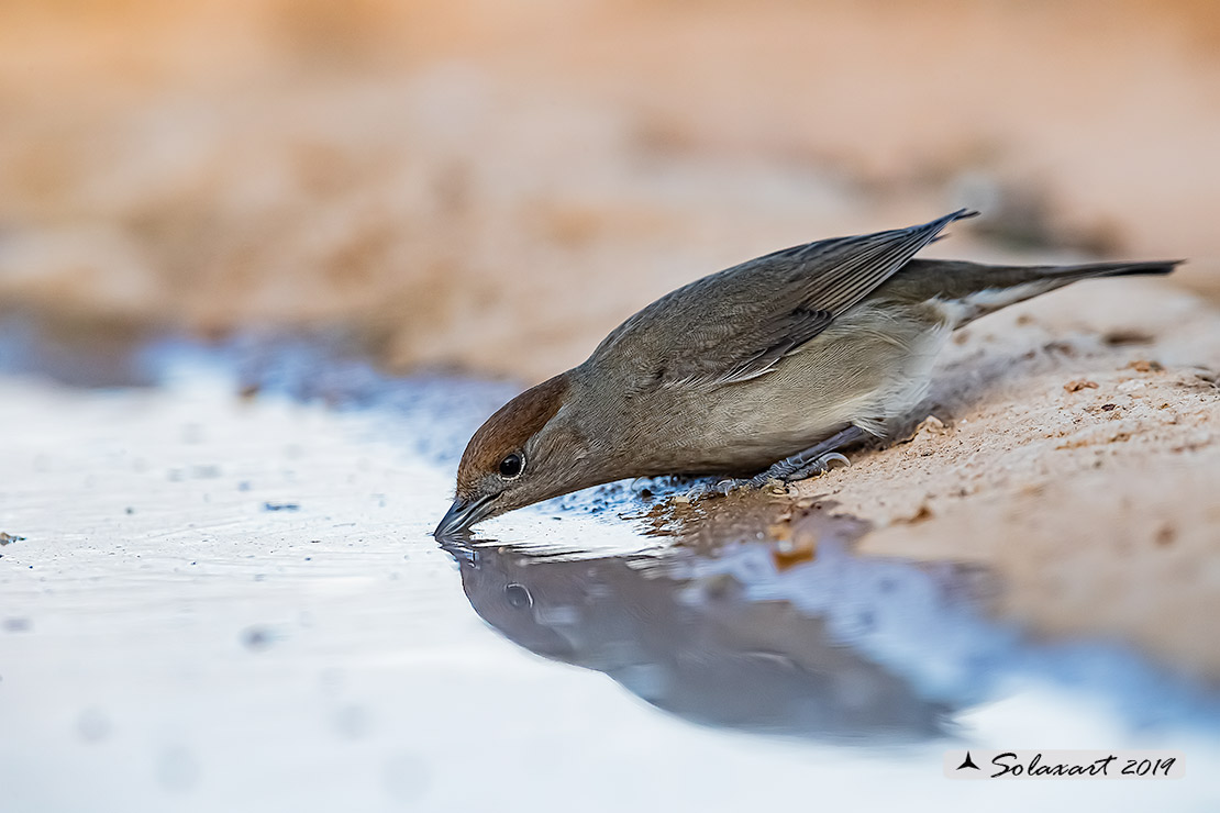 Sylvia atricapilla: Capinera (femmina); Blackcap (female)