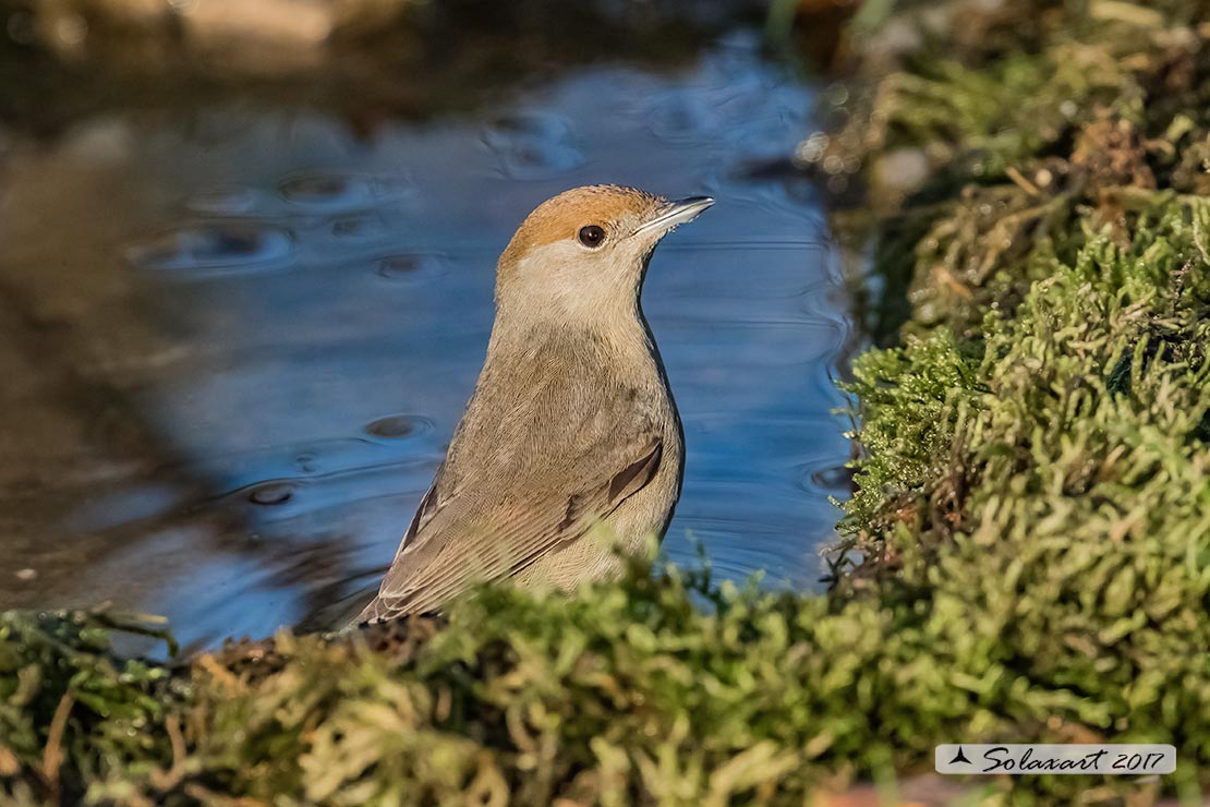 Sylvia atricapilla: Capinera (femmina); Blackcap (female)