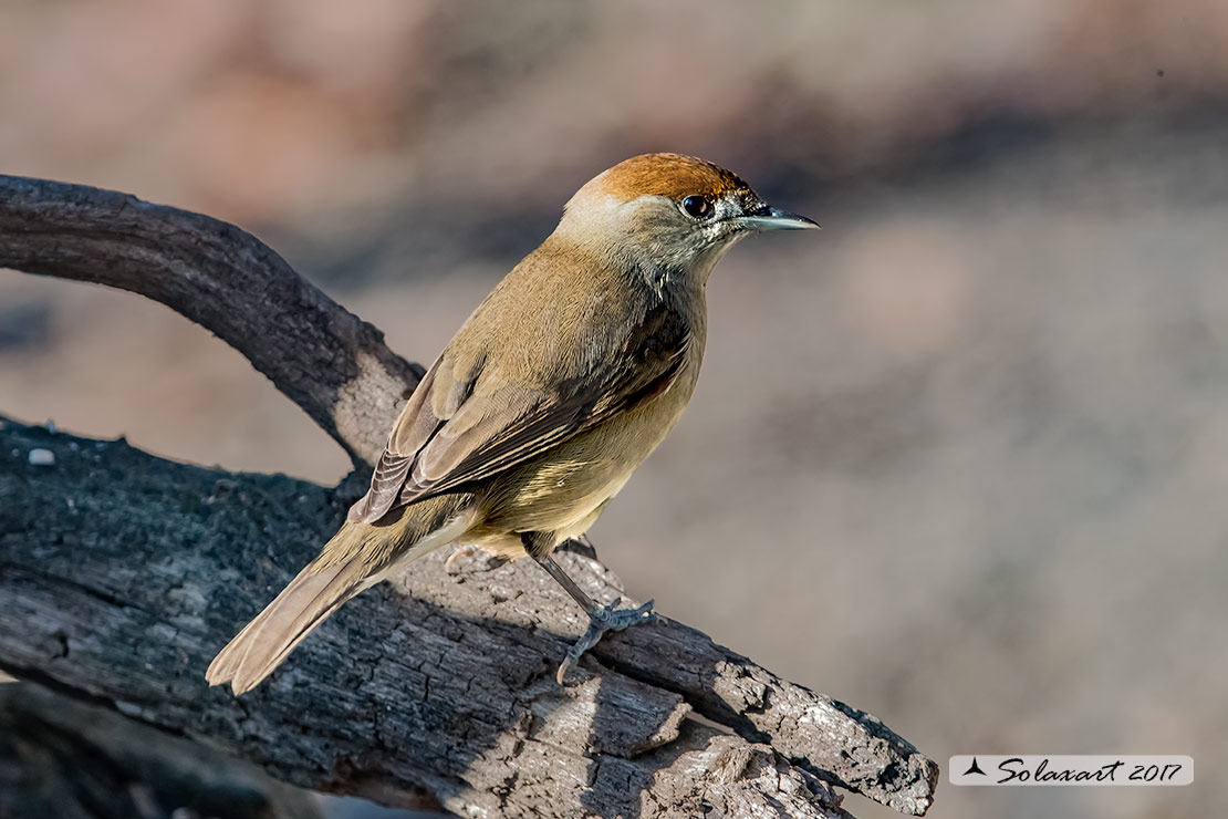 Sylvia atricapilla: Capinera (femmina); Blackcap (female)