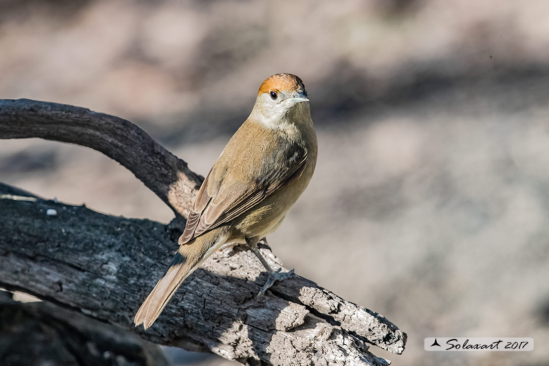 Sylvia atricapilla: Capinera (femmina); Blackcap (female)