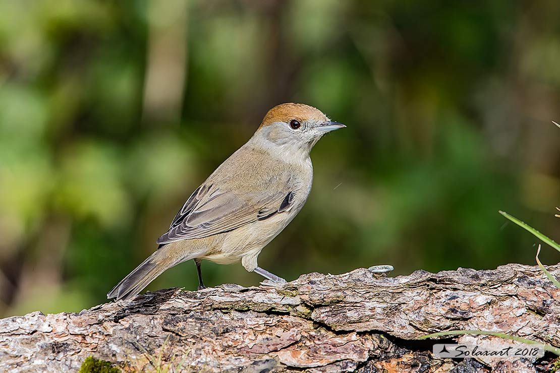 Sylvia atricapilla: Capinera (femmina); Blackcap (female)
