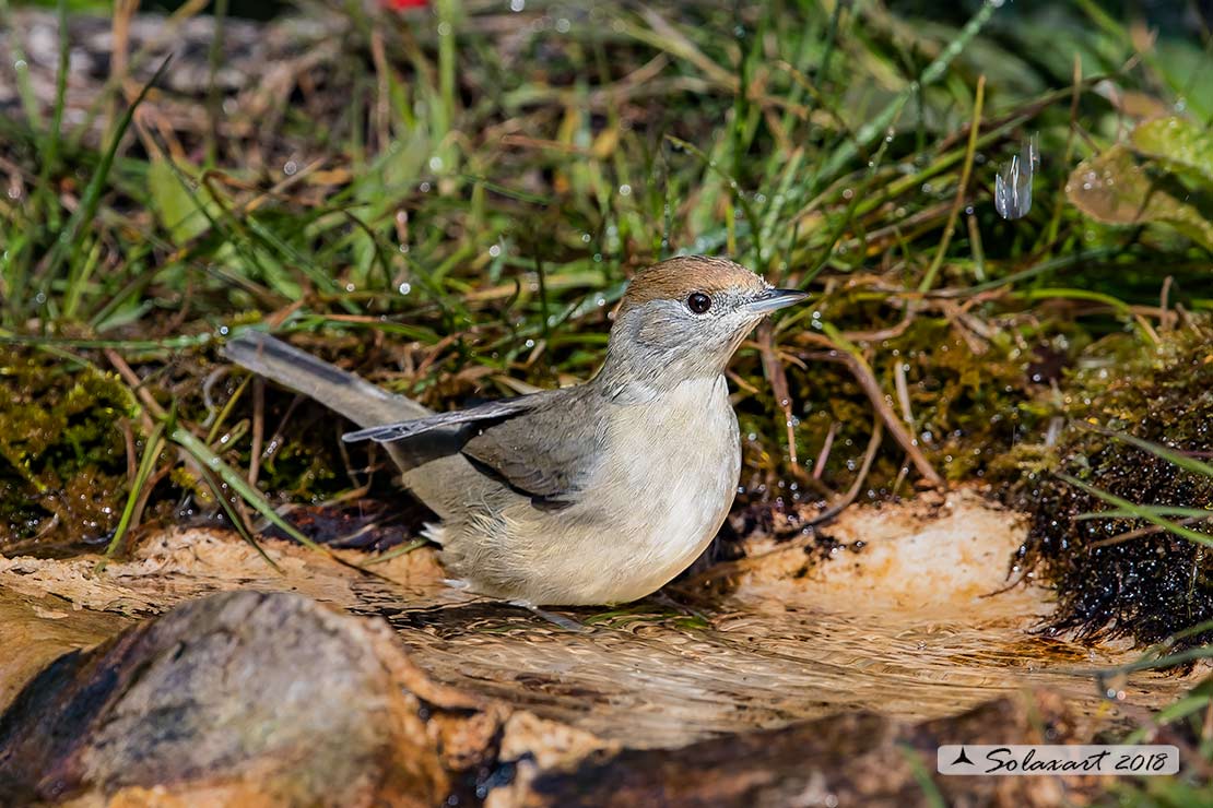 Sylvia atricapilla: Capinera (femmina); Blackcap (female)