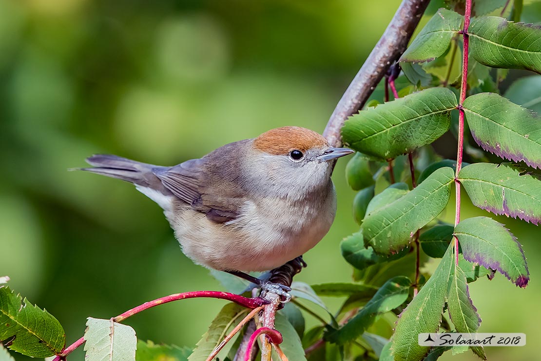 Sylvia atricapilla: Capinera (femmina); Blackcap (female)